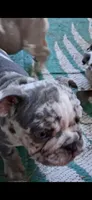 Genghis black silver merle tri, a male English Bulldog for sale in Mansfield Center, MA – 3 of 7