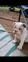 Pheona lilac chocolate merle tri blue eyes, a female English Bulldog for sale in Mansfield Center, MA – 6 of 7