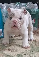 Pheona lilac chocolate merle tri blue eyes, a female English Bulldog for sale in Mansfield Center, MA – 2 of 5