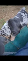 Halo blue silver merle chocolate tri suited , a male English Bulldog for sale in Mansfield Center, MA – 8 of 8