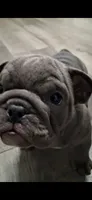 Teakie, a female English Bulldog for sale in Mansfield Center, MA – 2 of 6