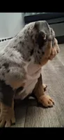 Halo blue silver merle chocolate tri suited , a male English Bulldog for sale in Mansfield Center, MA – 6 of 8