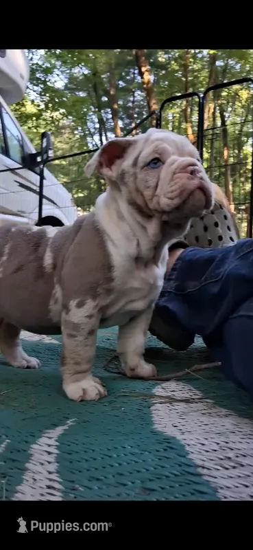 Aqua Lilac merle tri – English Bulldog puppy for sale in Mansfield Center, MA