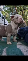 Aqua Lilac merle tri, a female English Bulldog for sale in Mansfield Center, MA – 1 of 6