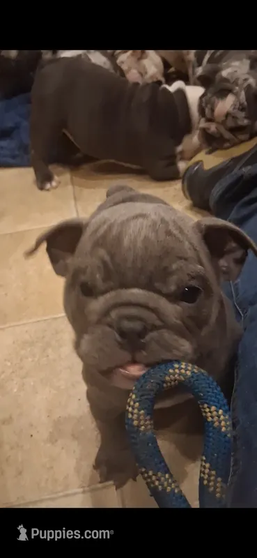 Teakie – English Bulldog puppy for sale in Mansfield Center, MA