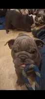 Teakie, a female English Bulldog for sale in Mansfield Center, MA – 1 of 6