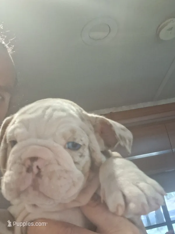 Lula Lilac chocolate merle aqua eyes – English Bulldog puppy for sale in Mansfield Center, MA
