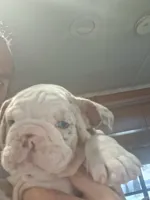 Aqua eyes Lilac chocolate merle Dior , a female English Bulldog for sale in Mansfield Center, MA – 2 of 6