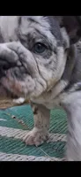 Plato, a male English Bulldog for sale in Mansfield Center, MA – 9 of 9