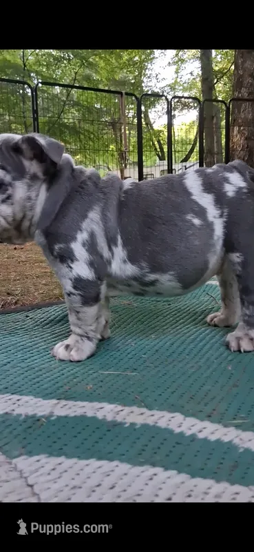 Plato – English Bulldog puppy for sale in Mansfield Center, MA