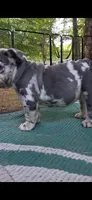 Plato, a male English Bulldog for sale in Mansfield Center, MA – 1 of 9