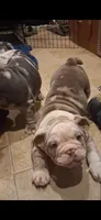 Aqua Lilac merle tri, a female English Bulldog for sale in Mansfield Center, MA – 4 of 6