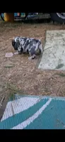 Genghis black silver merle tri, a male English Bulldog for sale in Mansfield Center, MA – 6 of 7