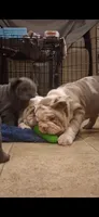 Aqua Lilac merle tri, a female English Bulldog for sale in Mansfield Center, MA – 6 of 6