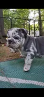 Plato, a male English Bulldog for sale in Mansfield Center, MA – 3 of 9