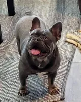 Hurricane, a male French Bulldog for sale in Riverside, CA – Photo 2 of 4