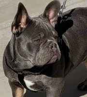 Hurricane, a male French Bulldog for sale in Riverside, CA – Photo 3 of 4