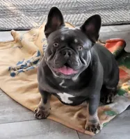 Hurricane, a male French Bulldog for sale in Riverside, CA – Photo 1 of 4