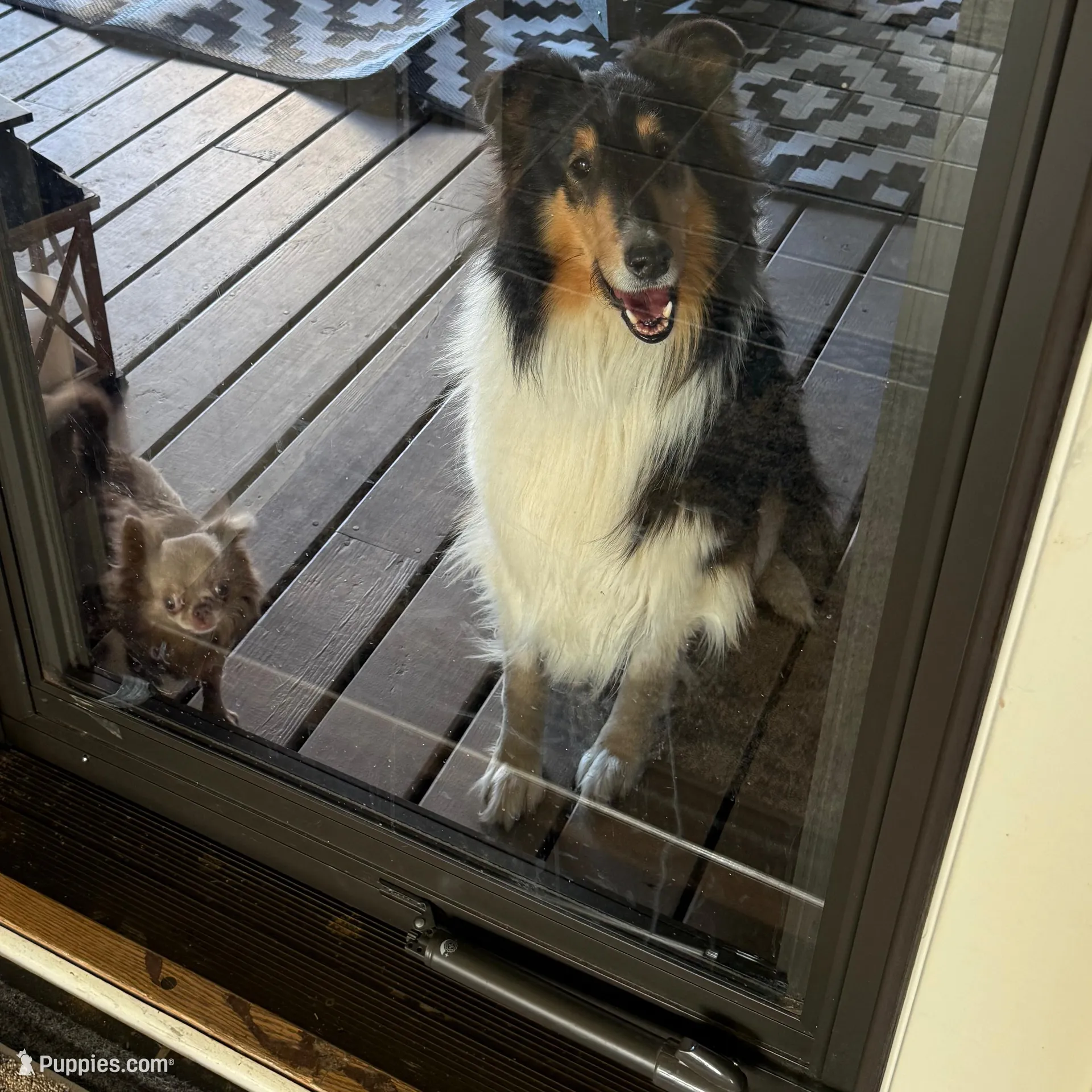 Josie, a female Collie for sale in Abingdon, VA – Photo 9 of 10