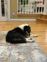 Josie, a female Collie for sale in Abingdon, VA – Photo 6 of 10