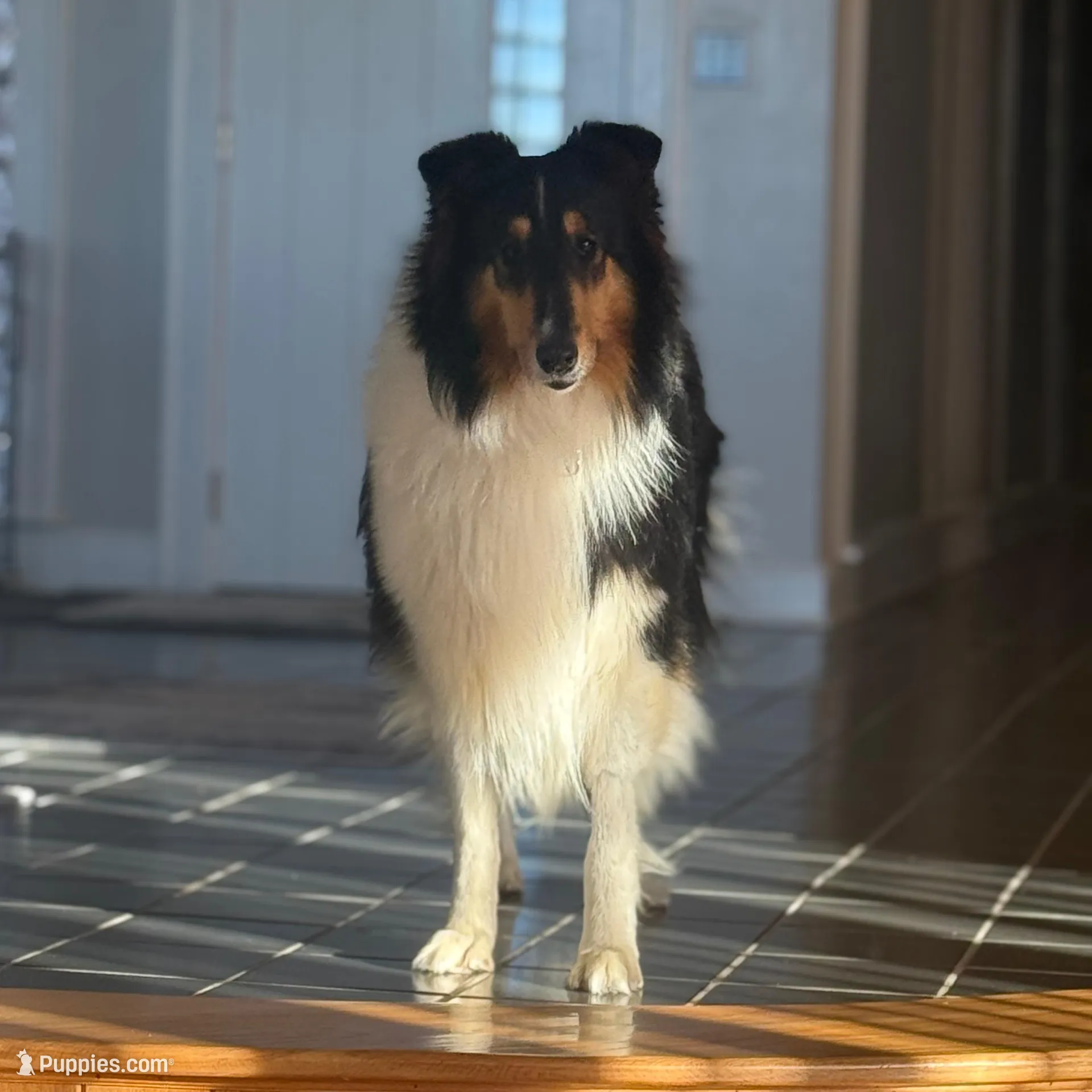Josie – Collie puppy for sale in Abingdon, VA