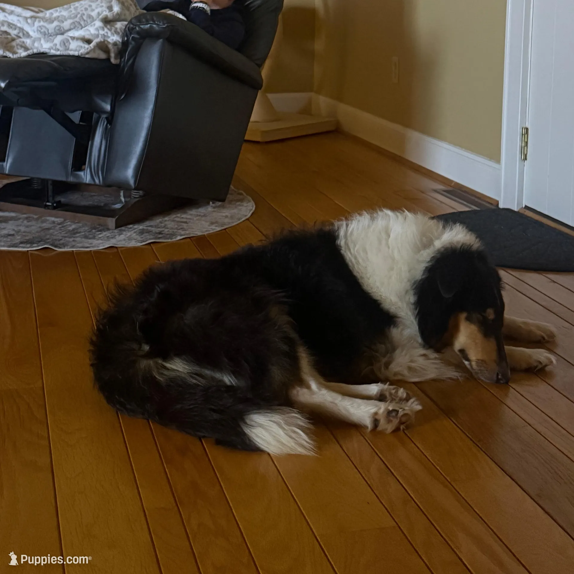 Josie, a female Collie for sale in Abingdon, VA – Photo 7 of 10