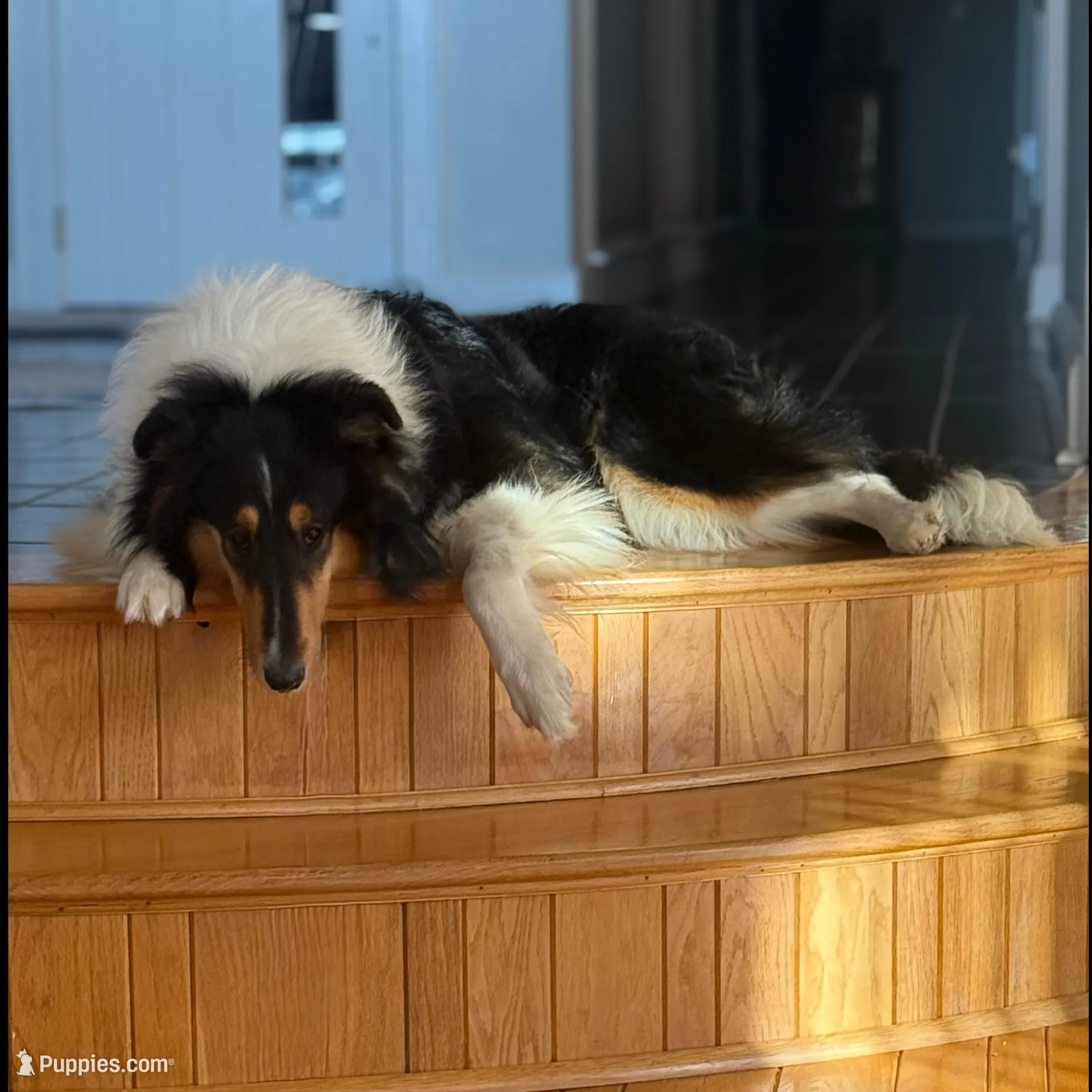Josie, a female Collie for sale in Abingdon, VA – Photo 3 of 10