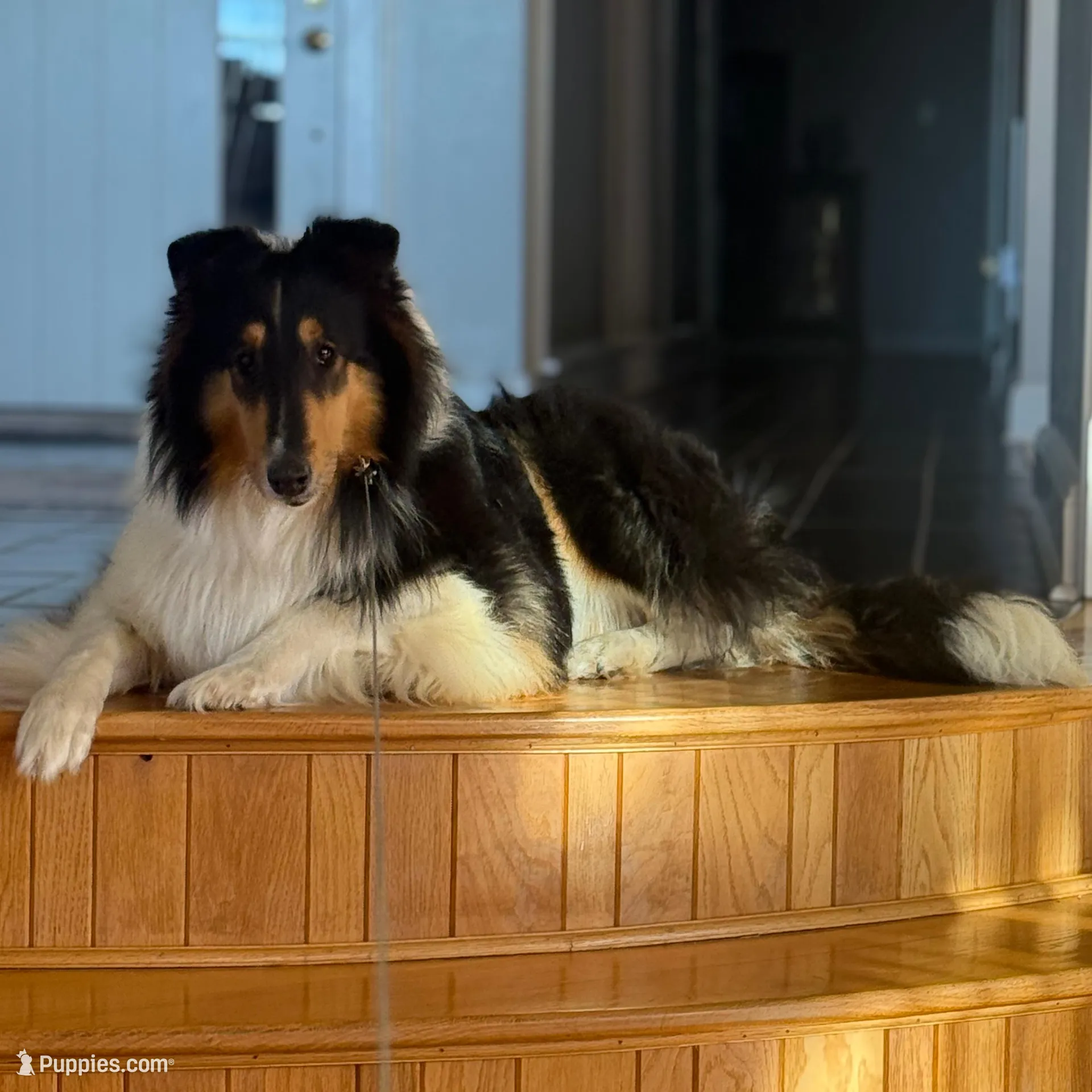 Josie, a female Collie for sale in Abingdon, VA – Photo 2 of 10