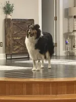 Josie, a female Collie for sale in Abingdon, VA – Photo 5 of 10