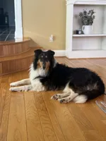 Josie, a female Collie for sale in Abingdon, VA – Photo 4 of 10