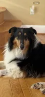 Josie, a female Collie for sale in Abingdon, VA – Photo 10 of 10