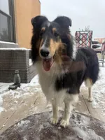 Josie, a female Collie for sale in Abingdon, VA – Photo 8 of 10