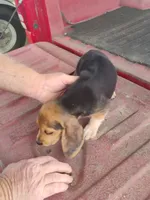 Sissy, a female Beagle for sale in Benson, NC – 2 of 4