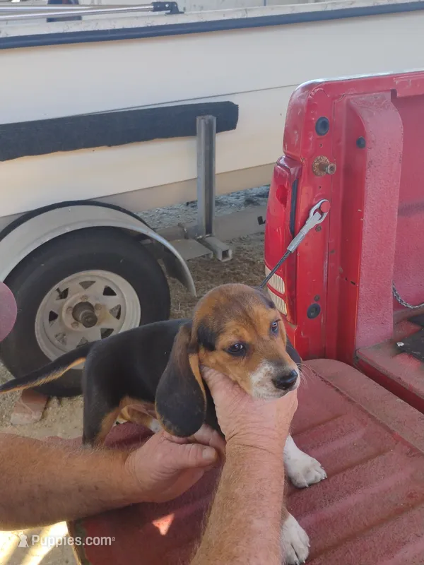 Missy – Beagle puppy for sale in Benson, NC