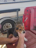 Missy, a female Beagle for sale in Benson, NC – 1 of 2