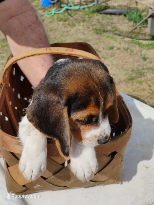 Freckles – Beagle puppy for sale in Benson, NC