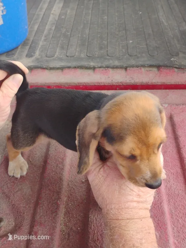 Sissy – Beagle puppy for sale in Benson, NC