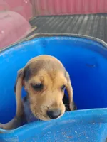Sissy, a female Beagle for sale in Benson, NC – 4 of 4