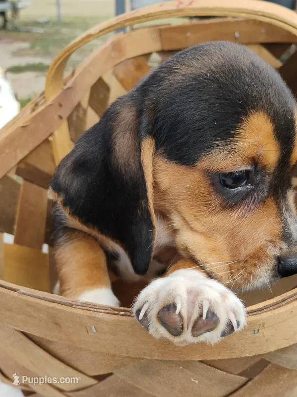 Brandy – Beagle puppy for sale in Benson, NC
