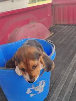 Bubba, a male Beagle for sale in Benson, NC – 3 of 3