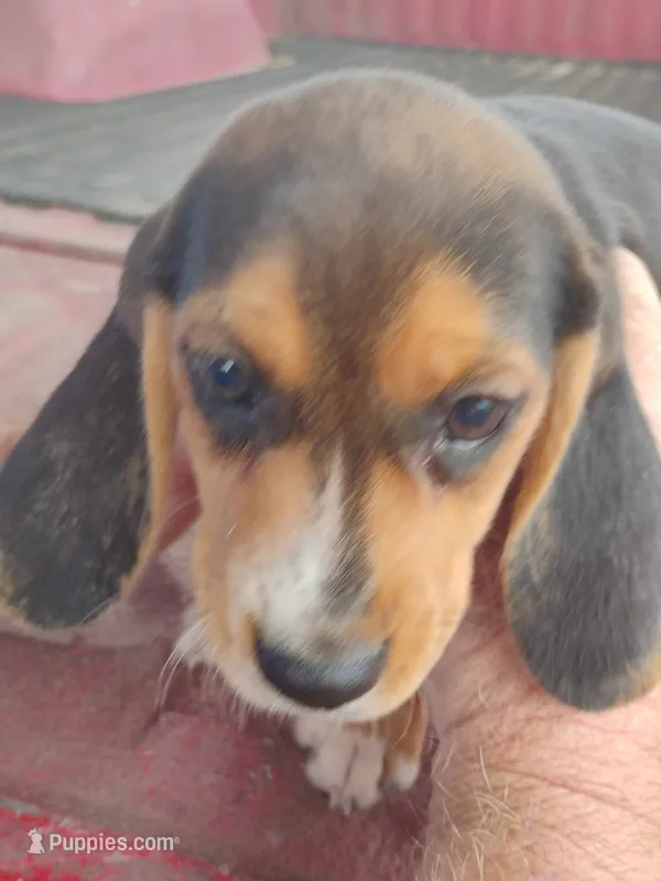 Missy – Beagle puppy for sale in Benson, NC
