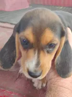 Missy, a female Beagle for sale in Benson, NC – 1 of 3