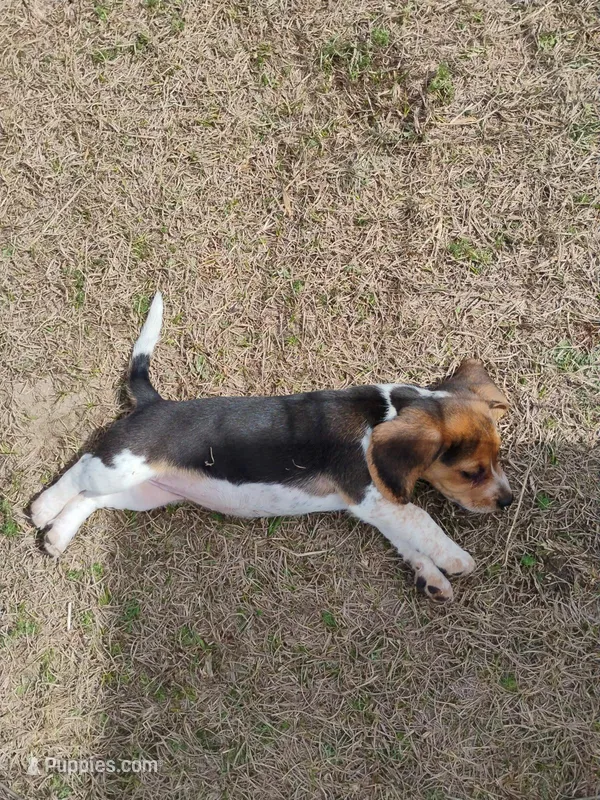 Missy – Beagle puppy for sale in Benson, NC