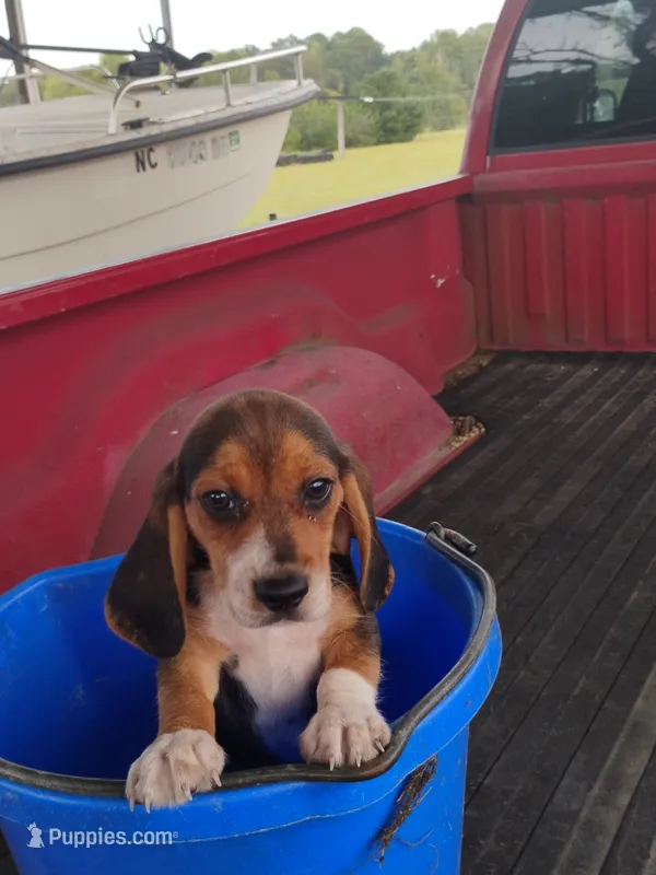 Bubba – Beagle puppy for sale in Benson, NC
