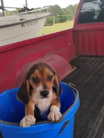 Bubba, a male Beagle for sale in Benson, NC – 1 of 3