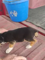 Prissy, a female Beagle for sale in Benson, NC – 2 of 3