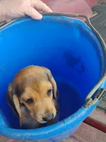 Sissy, a female Beagle for sale in Benson, NC – 3 of 4