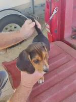 Missy, a female Beagle for sale in Benson, NC – 2 of 2