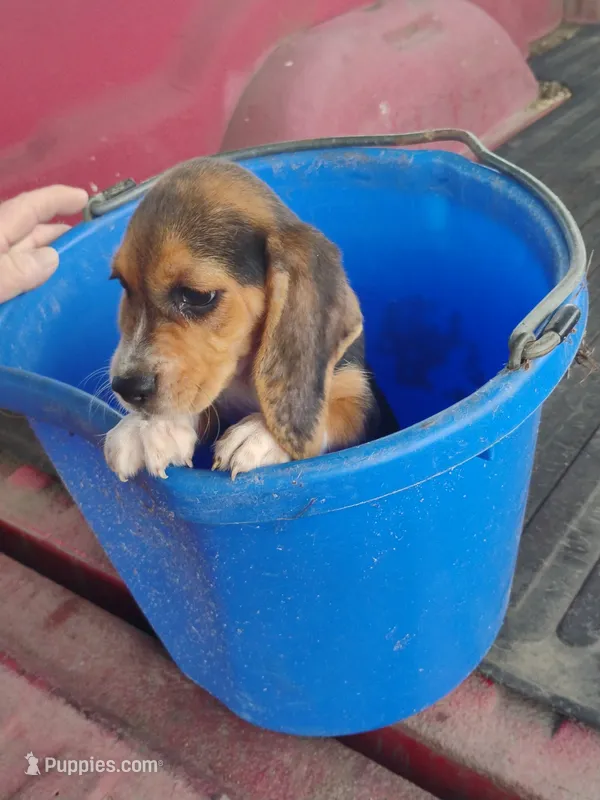Prissy – Beagle puppy for sale in Benson, NC
