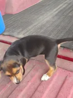 Missy, a female Beagle for sale in Benson, NC – 2 of 3
